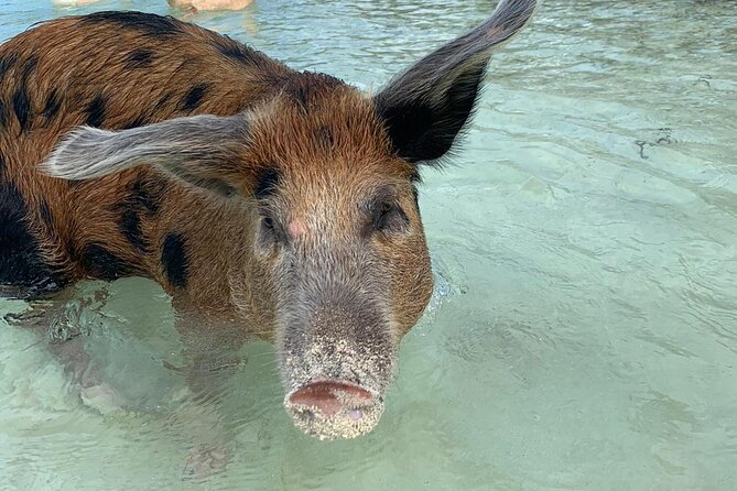 Swimming Pigs, Turtles, Pink Sand Beaches & Snorkeling to Spanish Wells - Pricing and Booking Information