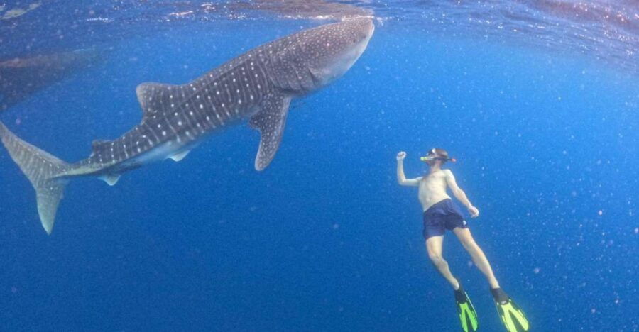 2 Best Whale Watching Experiences In East Nusa Tenggara