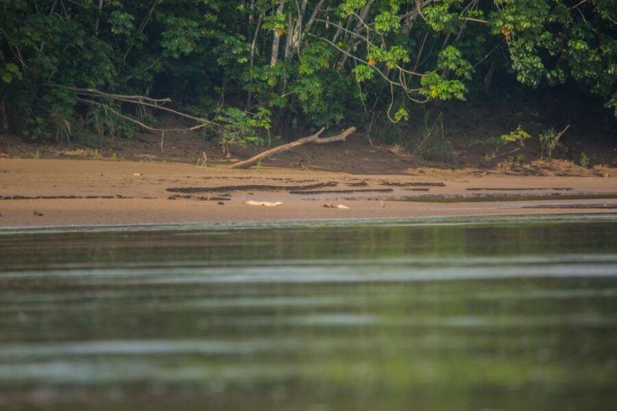 Tambopata Macaw Clay Lick 4 Days/3 Nights