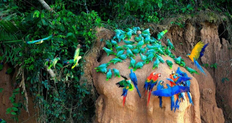 Tambopata Macaw Clay Lick 5 Days/4 Nights - Good To Know
