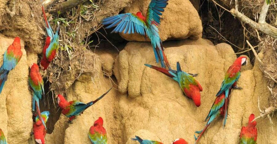 Tambopata National Reserve 4 Days
