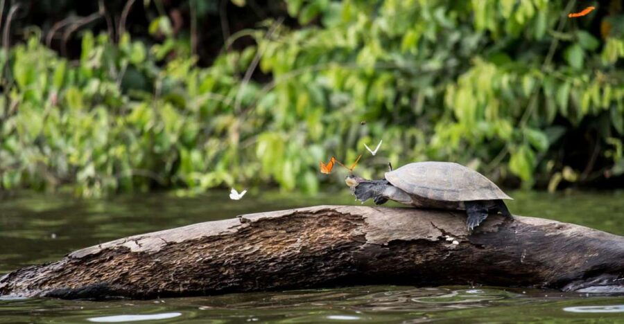 Tambopata Peruvian Amazon Jungle for Three Days/Two Nights