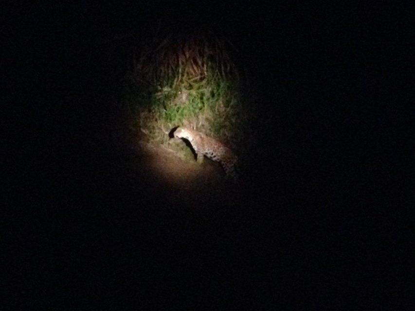 Tambopata: Search for Caimans in the Amazon Night Tour
