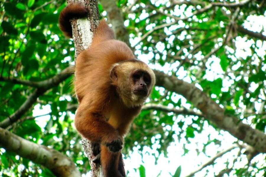 Tambopata: Zipline Adventure & Kayak to Monkey Island