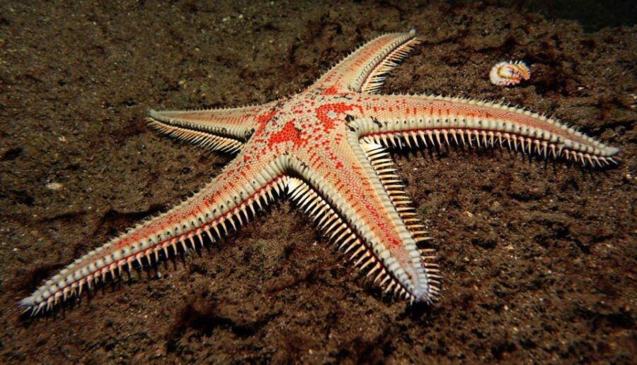 Tenerife: Snorkeling Equipment Rental in Radazul