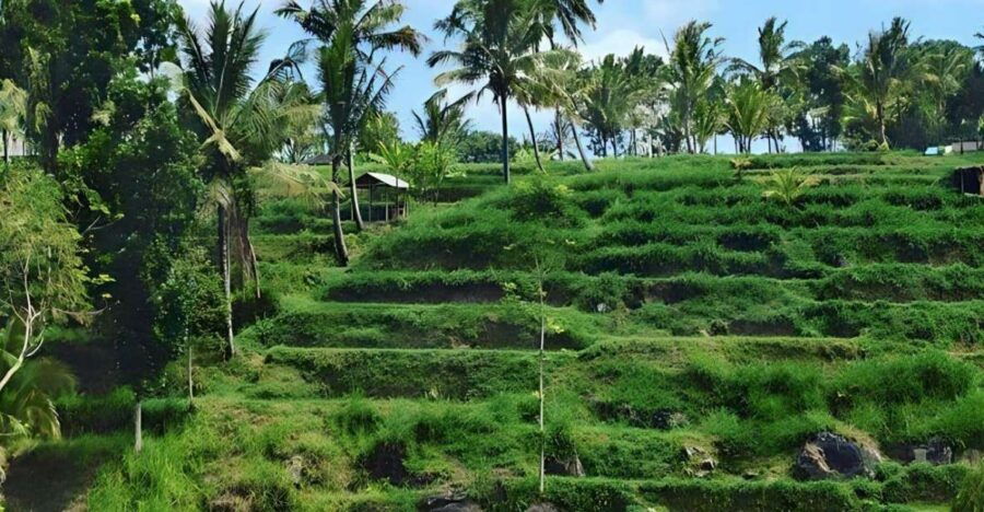 Tetebatu Tour : Rice Terraces, Waterfall & Monkey Forest
