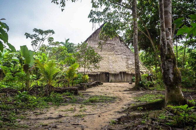 Thrilling Jungle Adventure Awaits - Good To Know