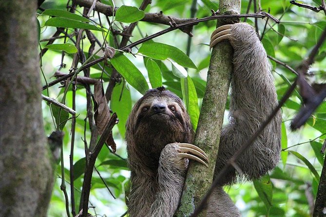 Thrilling Zip-Line Adventure With Sloths