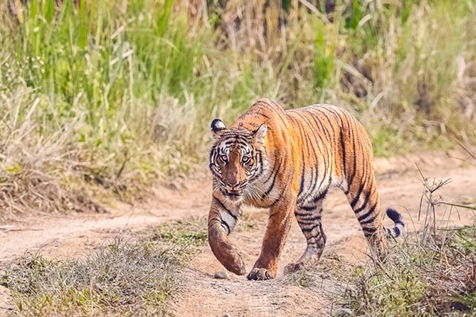 Tiger Tracking Nepal (Chitwan National Park) - Overview of Tiger Tracking Nepal