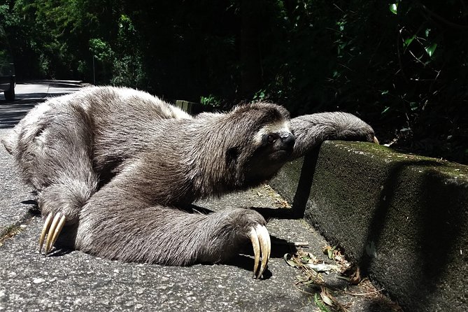 Tijuca Forest Hiking Tour - Rio De Janeiro by Rio Eco Trip - Good To Know