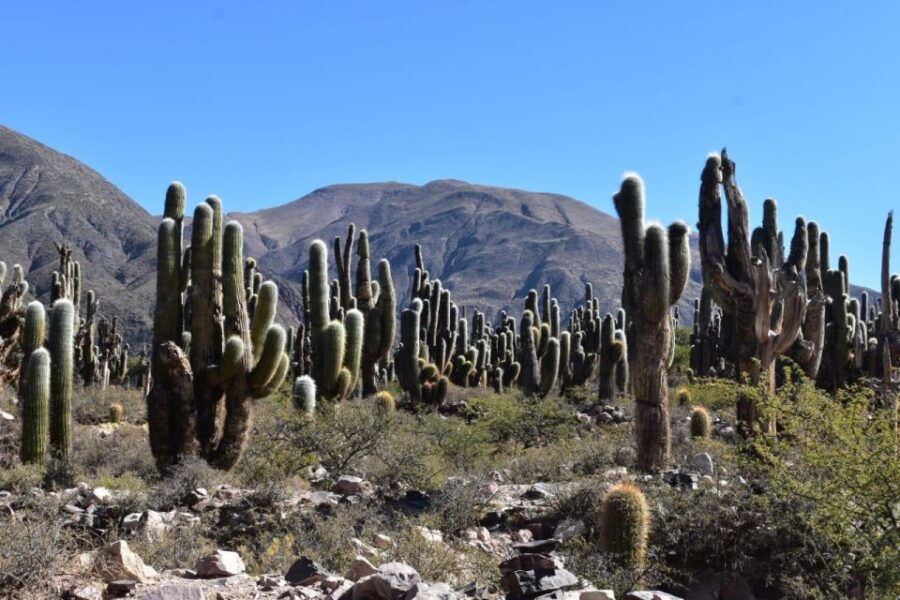 Tilcara: Half Day Mountain Bike Tour With Lunch
