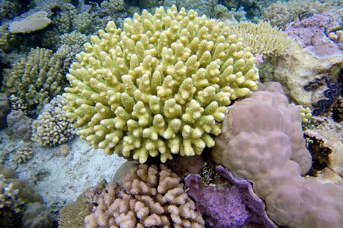 Tohora Bora Bora Snorkeling Lagoon Tours - Good To Know