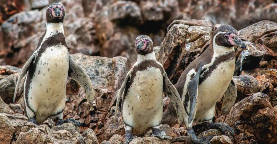 Tour to Palomino Islands - Good To Know