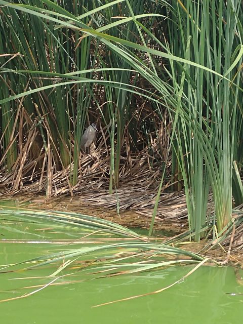 Trekking in Pachacamac and Pantanos De Villa - Good To Know