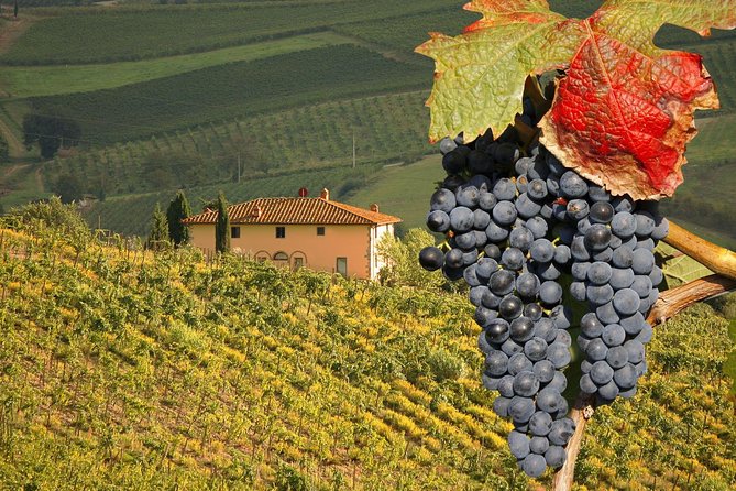 Truffle and Brunello Sommelier Vip Experience in Tuscany Lands From Rome - Good To Know