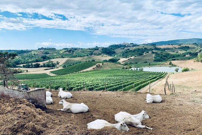 Tuk-Tuk Excursion in Tuscany - Good To Know