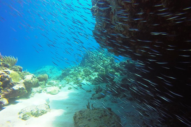 Two-Tank Dive for Certified Diving in St Thomas - Additional Info