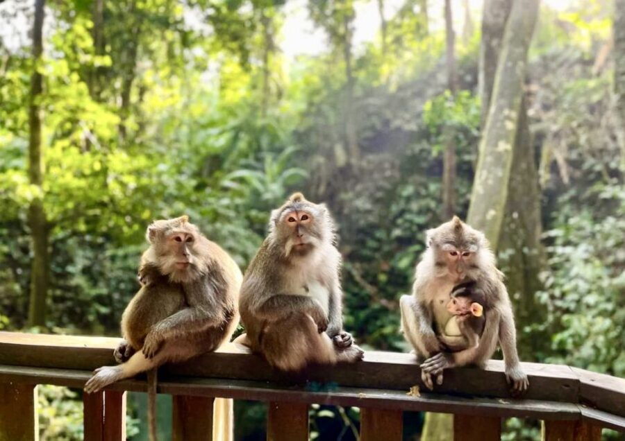 Ubud: 4-Hour Highlights Monkey Forest & Market Walking Tour - Good To Know