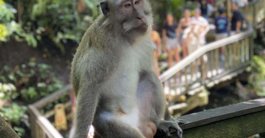 Ubud : All-Inclusive Private Day Tour - Full Description of the Tour