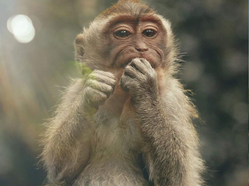 Ubud: Bali Swing, Monkey Forest, Waterfall Tour & Lunch - Good To Know