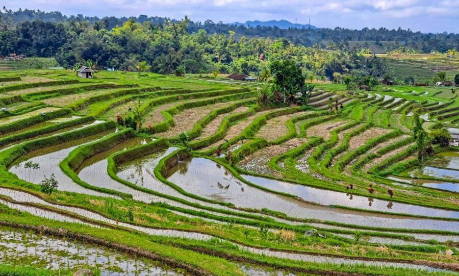 Ubud: Monkey Forest, Waterfall & Rice Terraces Guided Tour - Good To Know