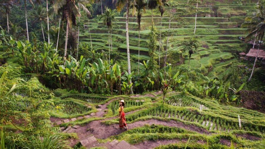 Ubud Tours All In : Monkey Forest, Tegalalang, Tirta Empul - Activity Details for Ubud Tour