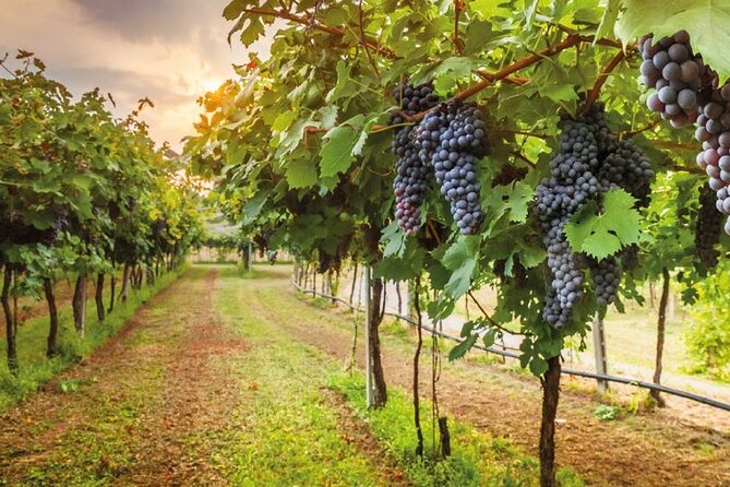 Uncork Chiantis Flavors: Private Half-Day Tour From Florence - Good To Know