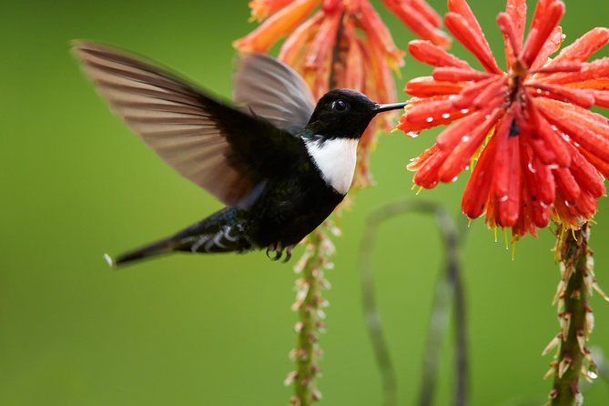 Uncover the Wonders of Chicaque Reserve