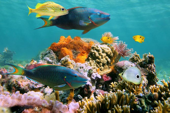 Underwater Sea Trek in San Juan - Suitable Age and Experience Requirements