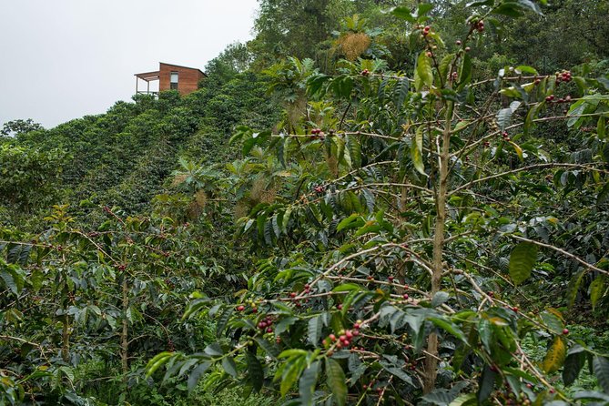 Unforgettable Coffee Adventure at La Palma & El Tucan
