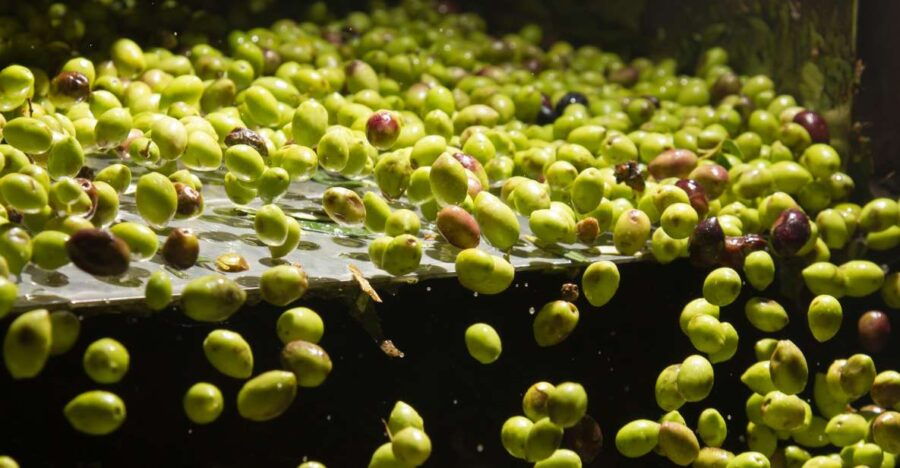 Visit an Almazara Extra Virgin Olive Oil Tasting: Baeza