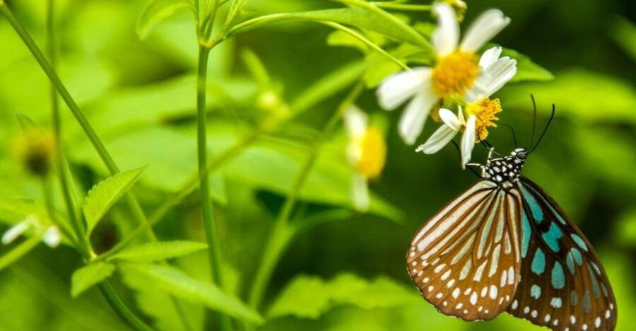 Visit Cuc Phuong National Park: Day Trip From Ha Noi - Good To Know