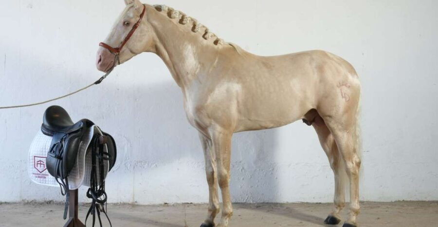 Visit Stud Farm La Angostura. Wine