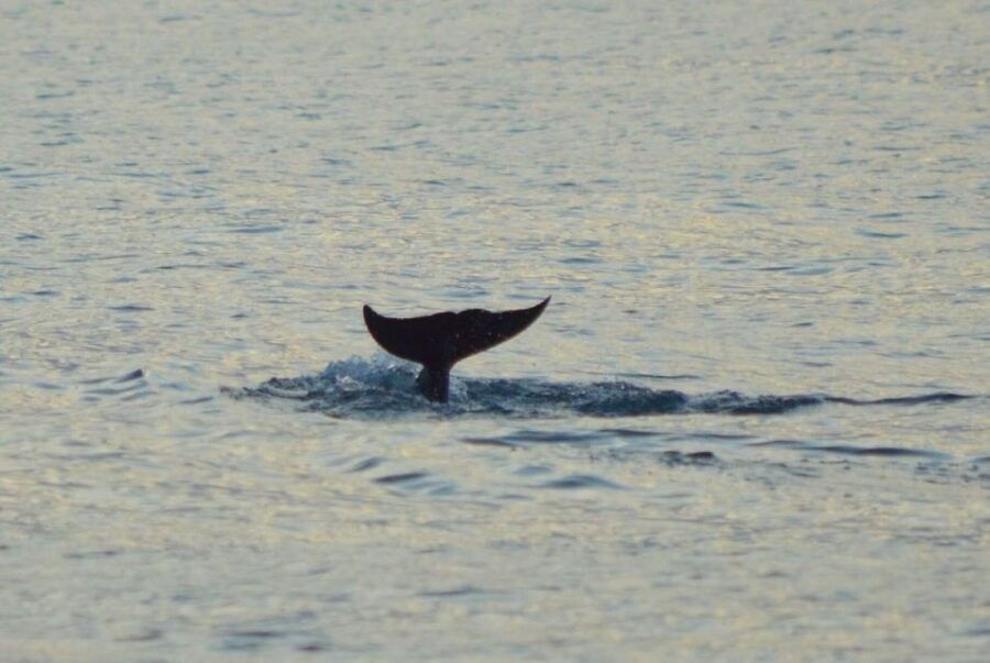 Vrsar: Dolphin Watching Boat Tour Including Drinks