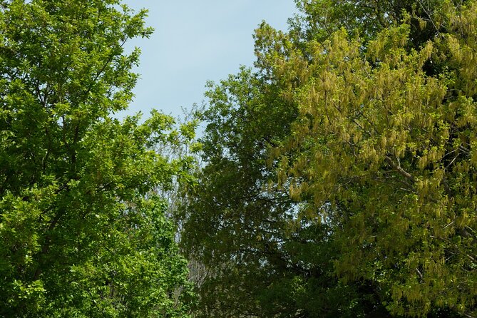 Walking Tour to Discover the Secular Beech Trees From Elcito - Beech Trees Exploration