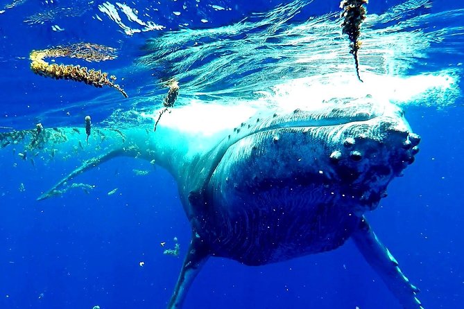 Whale Tour - Observe and Swim With Whales - Good To Know