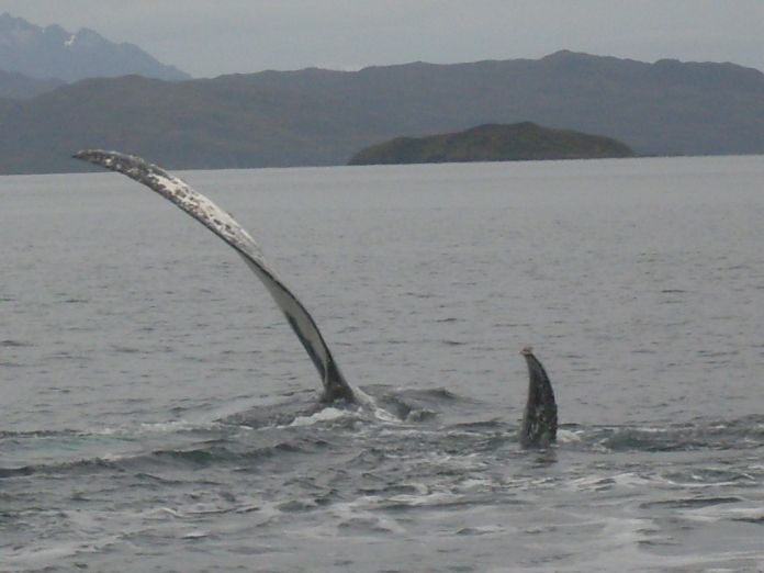 Whales, Penguins & Glaciers Navigation From Punta Arenas