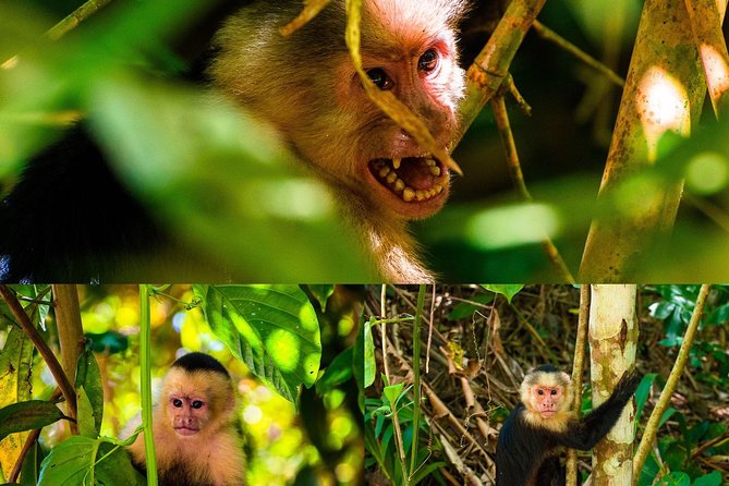 Wild Adventure: Monkey Tour Unveiled