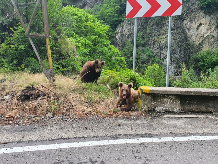 Wild Bears and Dracula Private Day Tour