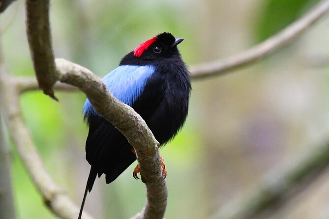 Wildlife Adventure Awaits in Cabo Blanco Park - Good To Know