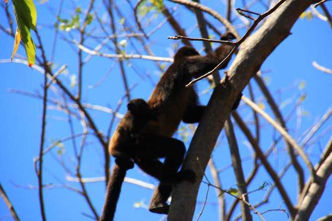 Wildlife Adventure Unveiled: Ometepe Island Expedition