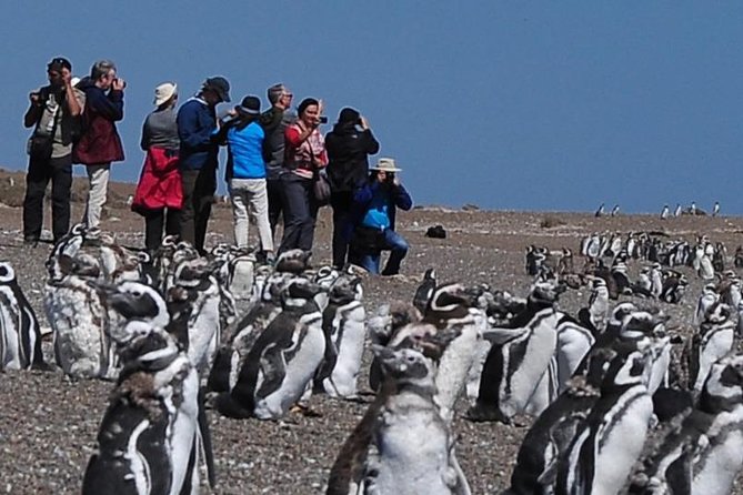 Wildlife Extravaganza: Valdés Peninsula Adventure Awaits - Good To Know