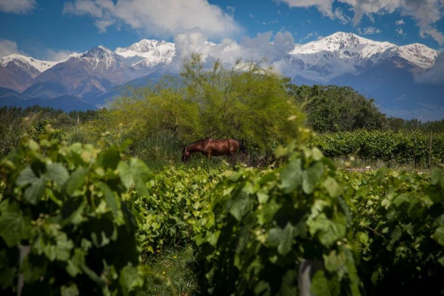 Wine Road Trip: 3 Wineries in Uco Valley – Full Day