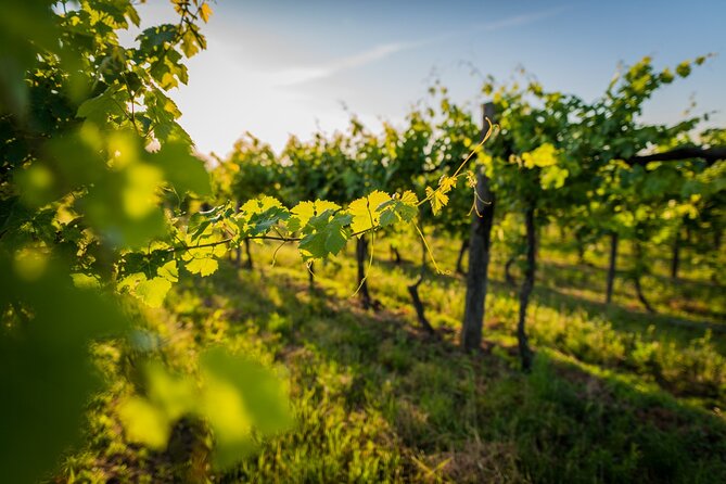 Wine Tasting in a Castle and Historical Garden Near Syracuse