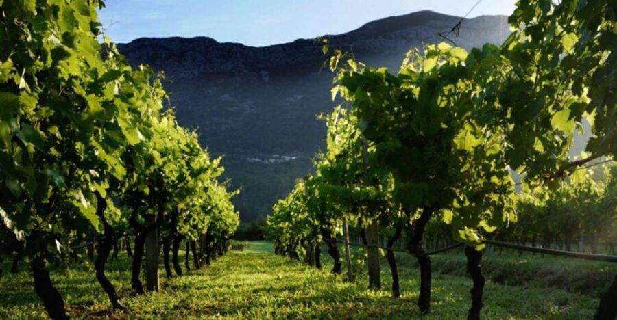 Wine Tasting on Peninsula PelješAc Wine Tour From Dubrovnik - Good To Know