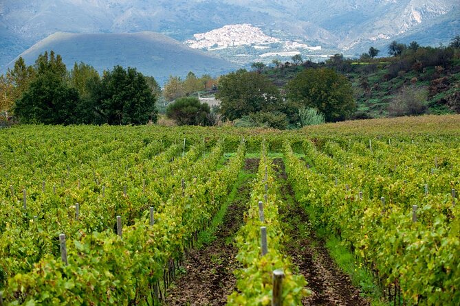 Wine Tasting With Bike Tour in Castiglione Di Sicilia - Itinerary Details