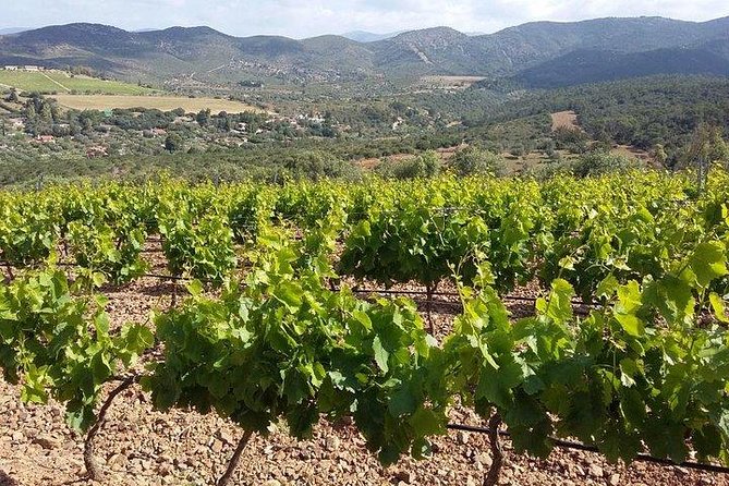 Wine Tour Aroud Vineyards of Cagliari - Experience and Highlights of the Wine Tour