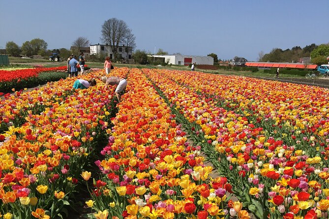 Your Own Holland. Tulip Fields Tour by Electric Bike