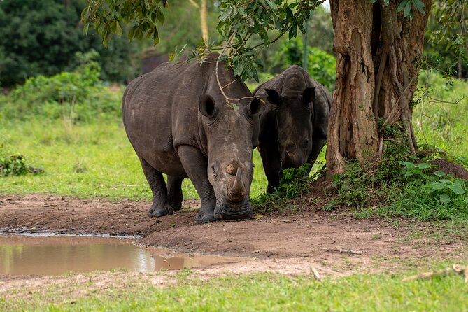 3 Days Murchison Falls National Park Safari & Rhino Tracking - Itinerary Highlights