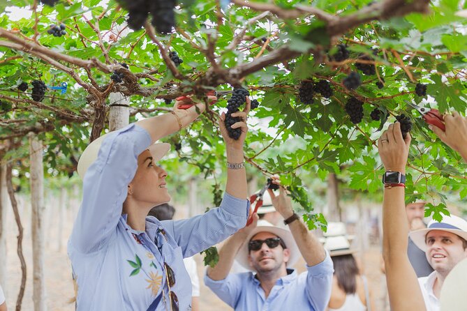 3-Hour Vineyard Wine Tour With Tasting - Location Details